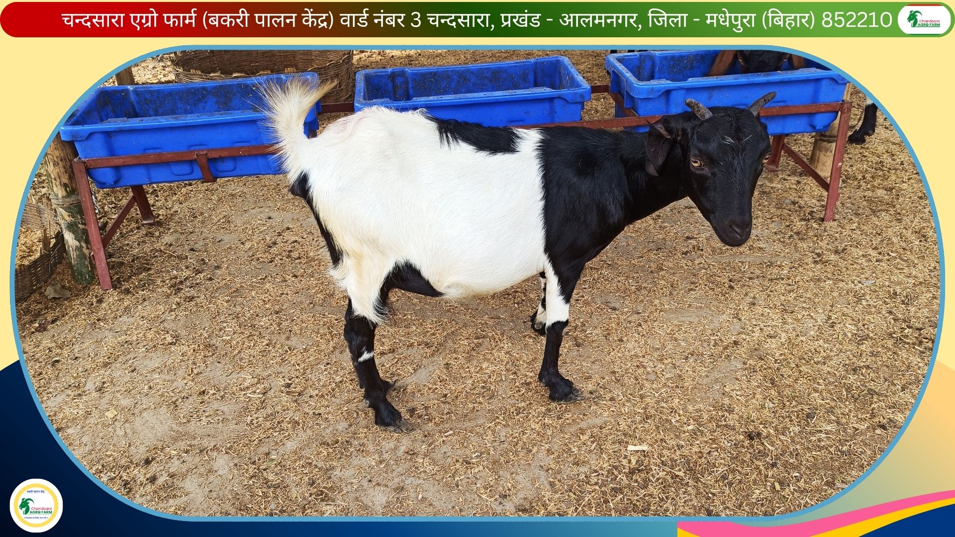 Chandsara Agro Farm (Bakri Palan) 4